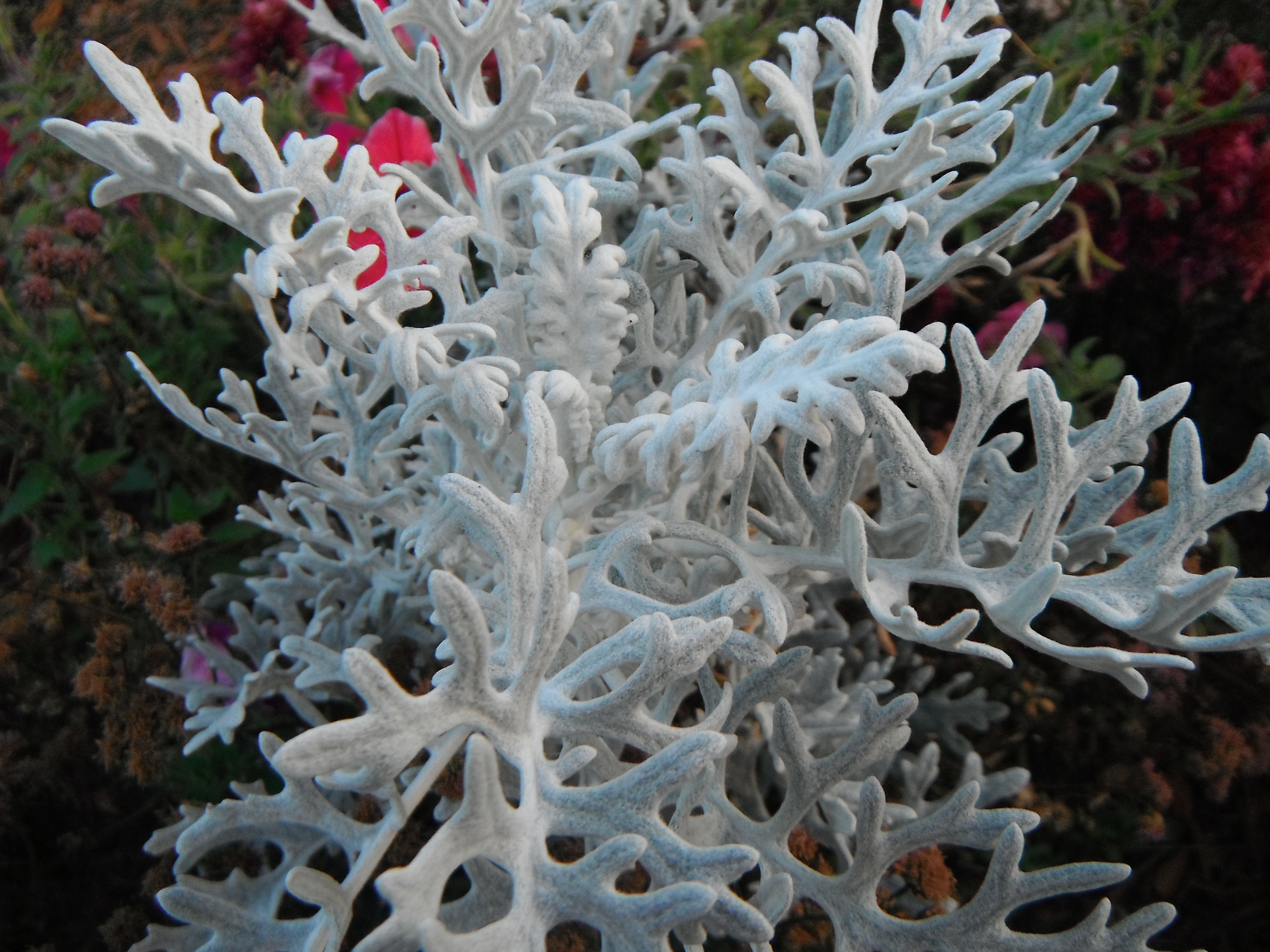 Recyclopedia Photo Contest Kaelin Herrick